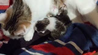 Rescue cat (Princess the 2nd) & her 3 little kittens day 2 by rcncableguy 166 views 7 months ago 1 minute
