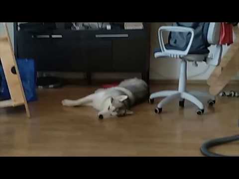 🐶Хаски видит сны 🐕 Регулярно