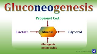 15: Gluconeogenesis1 | Carbohydrates Metabolism | Biochemistry |N'JOY Biochemistry