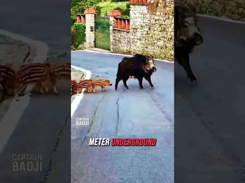 كن حذر ا عندما تقابل هذا الرجل في وسط المدينة