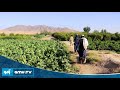 د لومړنیو خدماتو له نشتوالي د کندهار د سپين بولدک د اوسېدونکو شکایت د لومړنیو خدماتو له نشتوالي د کندهار د سپين بولدک د اوسېدونکو شکایت