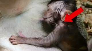 Black baby-monkey gate Milk and hug his mom