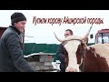 Покупка Айширской коровы часть 2