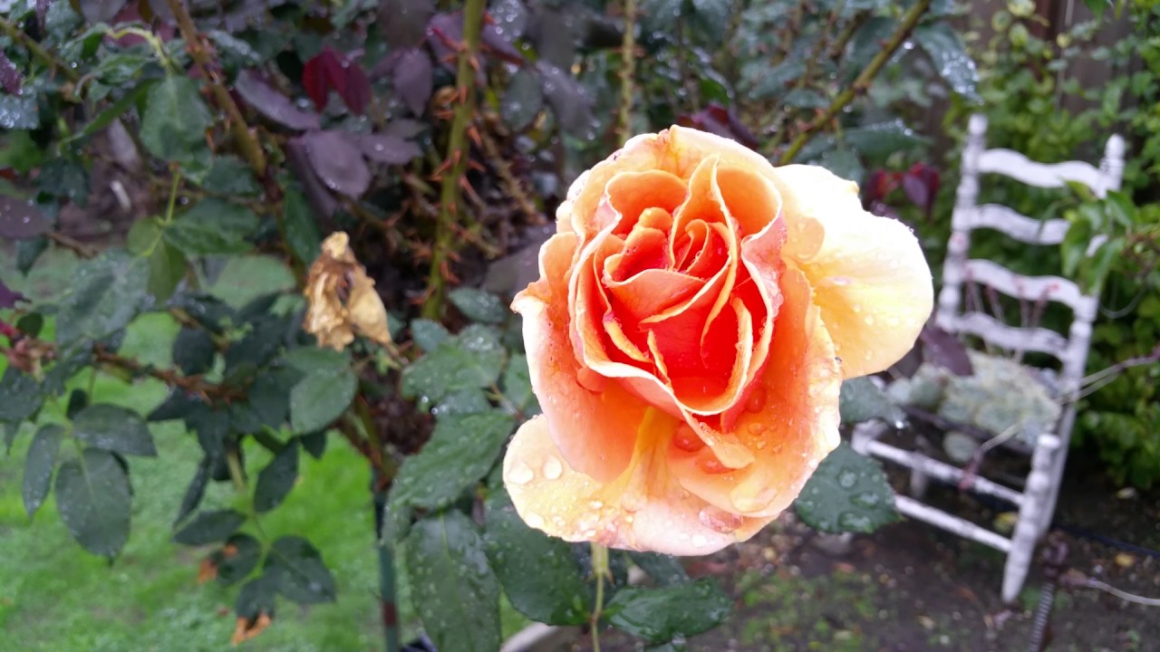 I Still Have Roses In November YouTube