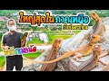 เปิดโกดัง สัตว์แปลก ฟาร์มหมอนัด Fang Village. เชียงใหม่ Exotic Animal Farm in Northern Thailand.