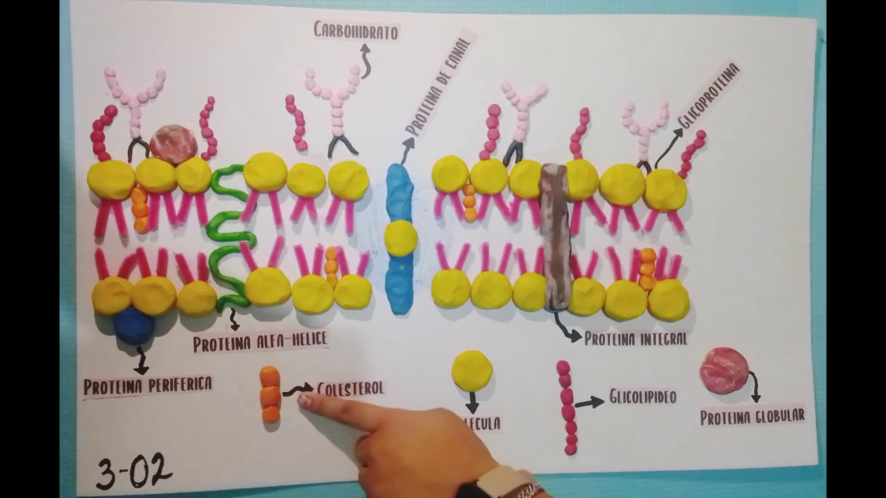 Maquete De Membrana Plasmática - LIBRAIN