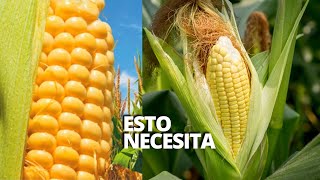 🌽 THIS IS REQUIRED TO FILL THE CORN EAR - corn cultivation yield