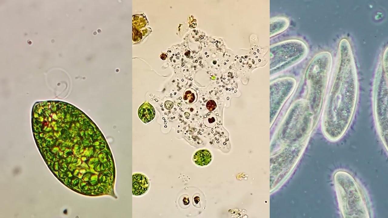 Flagella and Cilia – Definition, Structure, and Functions - Rs' Science