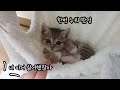 처음 캣타워를 선물 받은 아기 고양이 반응은?