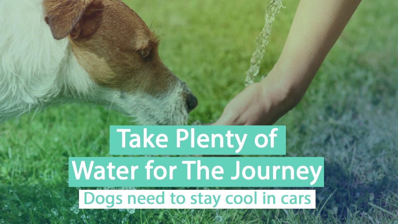 Dog Friendly Holidays UK - iKnow UK - YouTube
