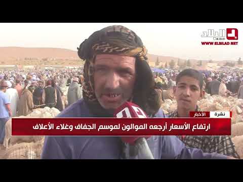 أرقام قياسية سجلتها أسعار المواشي في أسوق البيض 