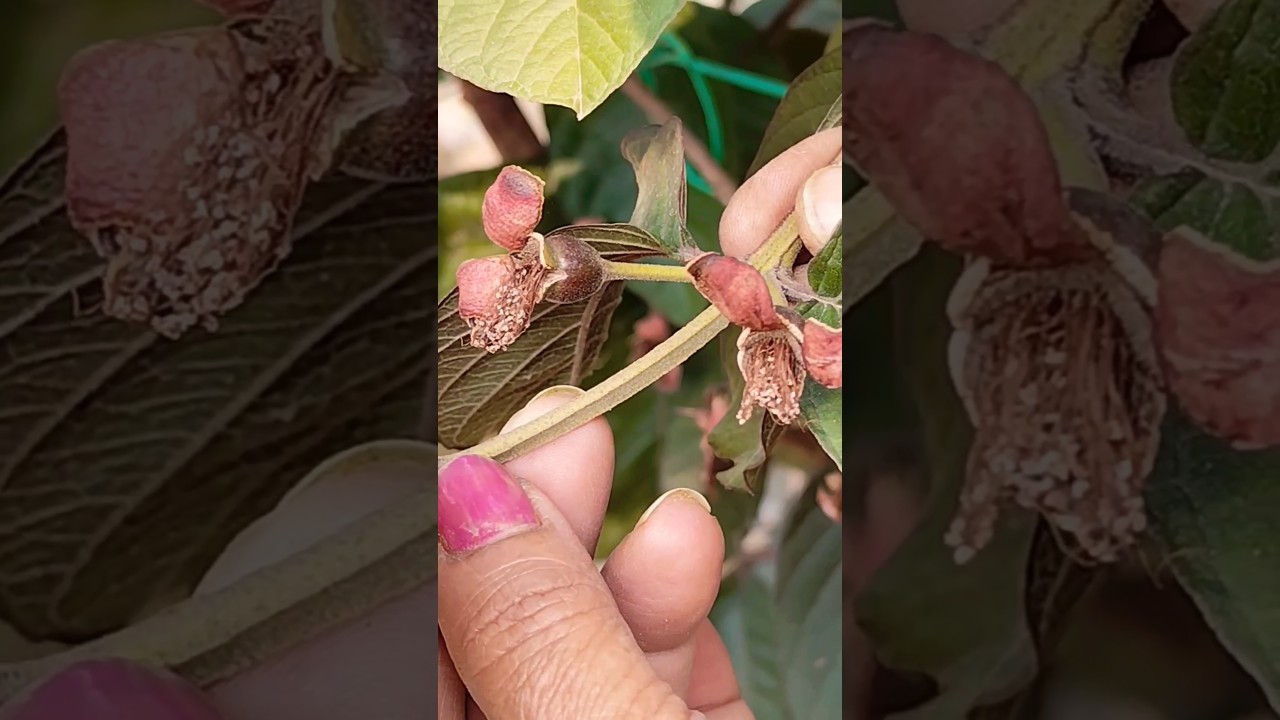 Baby Purple guava Fruit 