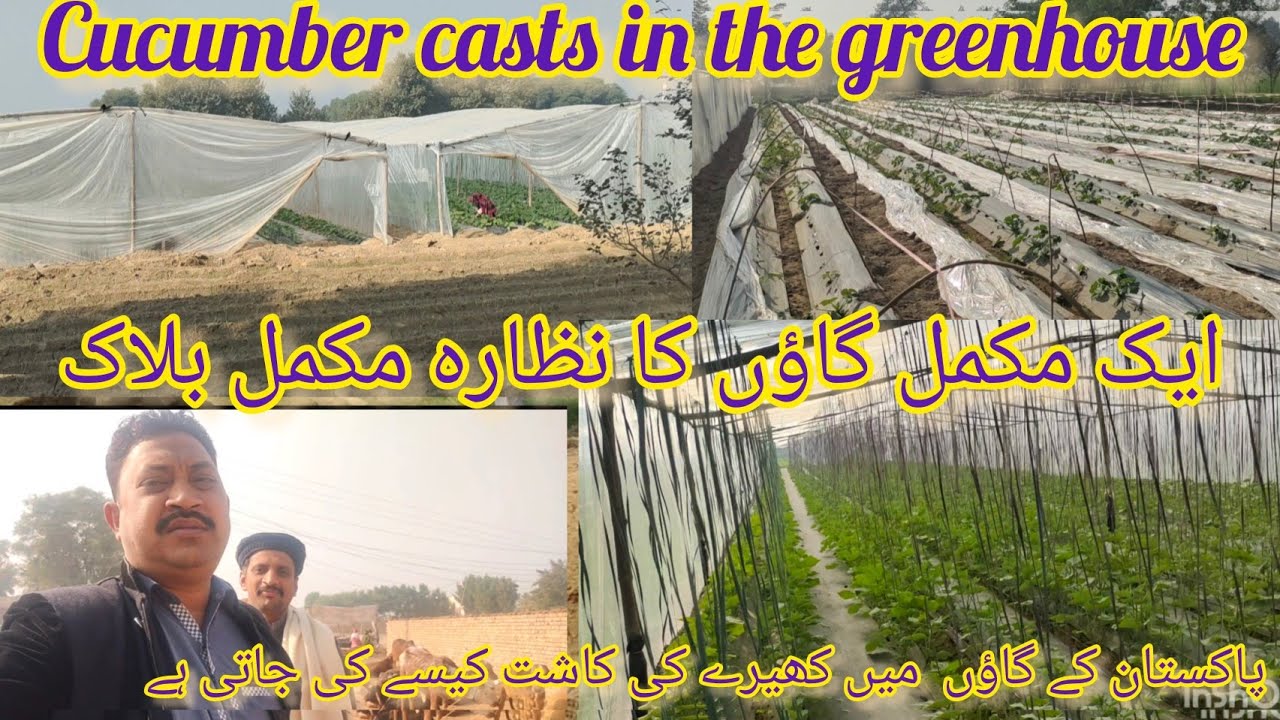 Amazing Greenhouse Cucumber farming In Pakistan Village Vlog