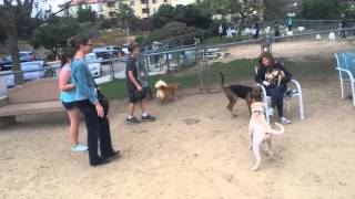 Molly Walking Another Dog