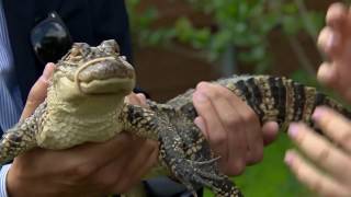 Gator sightings in neighborhood on the rise