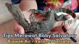 Tips Merawat Baby Salvator !  Biawak Air / Varanus Salvator