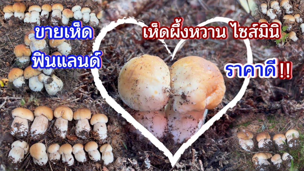 เก็บเห็ด 2025 เห็ดผึ้งหวานฟินแลนด์ #mushroom #finland 