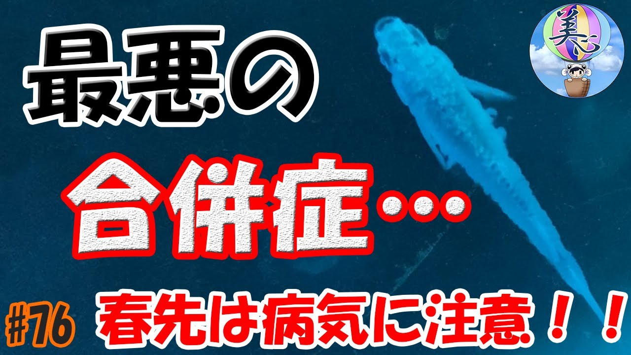 春先は病気に要注意 松かさ病と水カビ病 最悪の合併症 ７６ 美心めだか Youtube