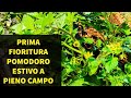 Prima Fioritura Pomodoro Estivo a pieno campo #8