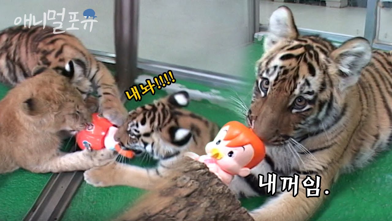 장난감 가지고 싸우는 고양... 아니 호랑이들 🐯ㅋㅋㅋ l KBS 주주클럽 061126 방송