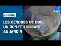 Les cendres de bois, un bon fertilisant au jardin