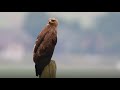Lesser-spotted Eagle/Orlik krzykliwy lipiec 2020