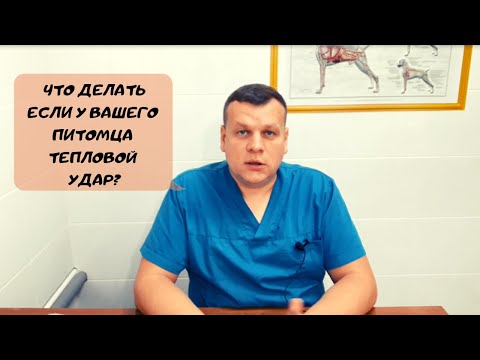 ЧТО ДЕЛАТЬ ЕСЛИ У ВАШЕГО ПИТОМЦА ТЕПЛОВОЙ УДАР?