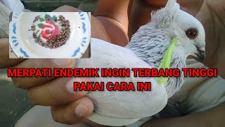 terbaru!!! jamu merpati getakan/ endemik terbang tingi tahan lama di udara