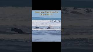 Great Now They Are In The Ocean Too  interesting