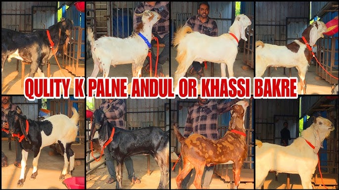 Erotik va teatr videolar