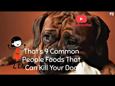 will onions kill a dog