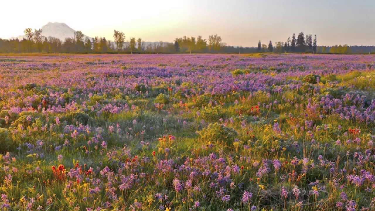 South Sound Prairies Western Washington's Grasslands YouTube