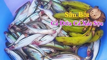 Săn Bắt Cá Dứa Cá Xác Sọc Mùa Nước Đục 2025 Miền Tây Sông Nước / Kiềm Rapper