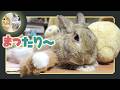 🐰うさけつ仲間🐇とまったり…😌【 ウサギのちゃび 】 2026年6月11日