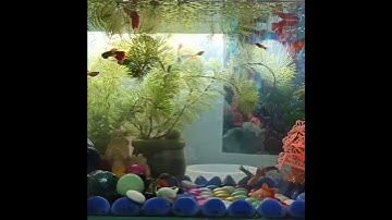 7 mau Fishes #shorts #tiktok #trieuview | Cá cảnh Triệu View