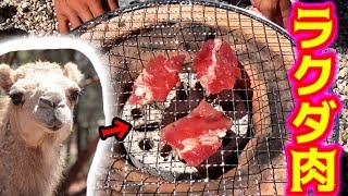 ラクダの肉食べてみた！！！