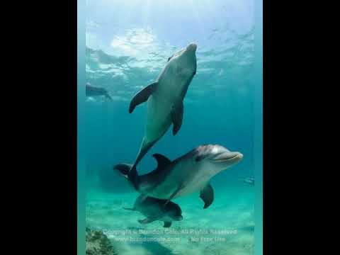 Video: Kokius Garsus Skleidžia Delfinai