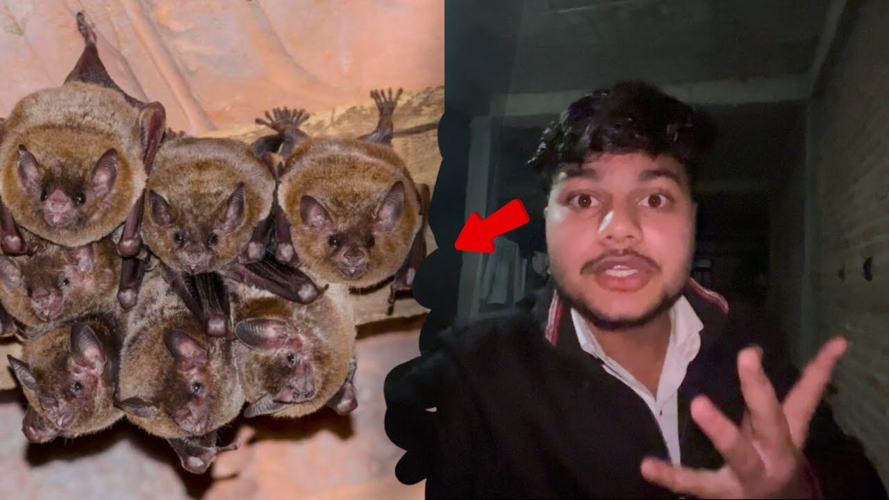 Ghar mein चमगादड़ Kahan Se Aa Gaye 😳🦇