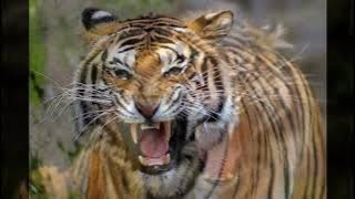 KATA KATA BIJAK HARIMAU (PANDAILAH MENGHARGAI ORANG LAIN)