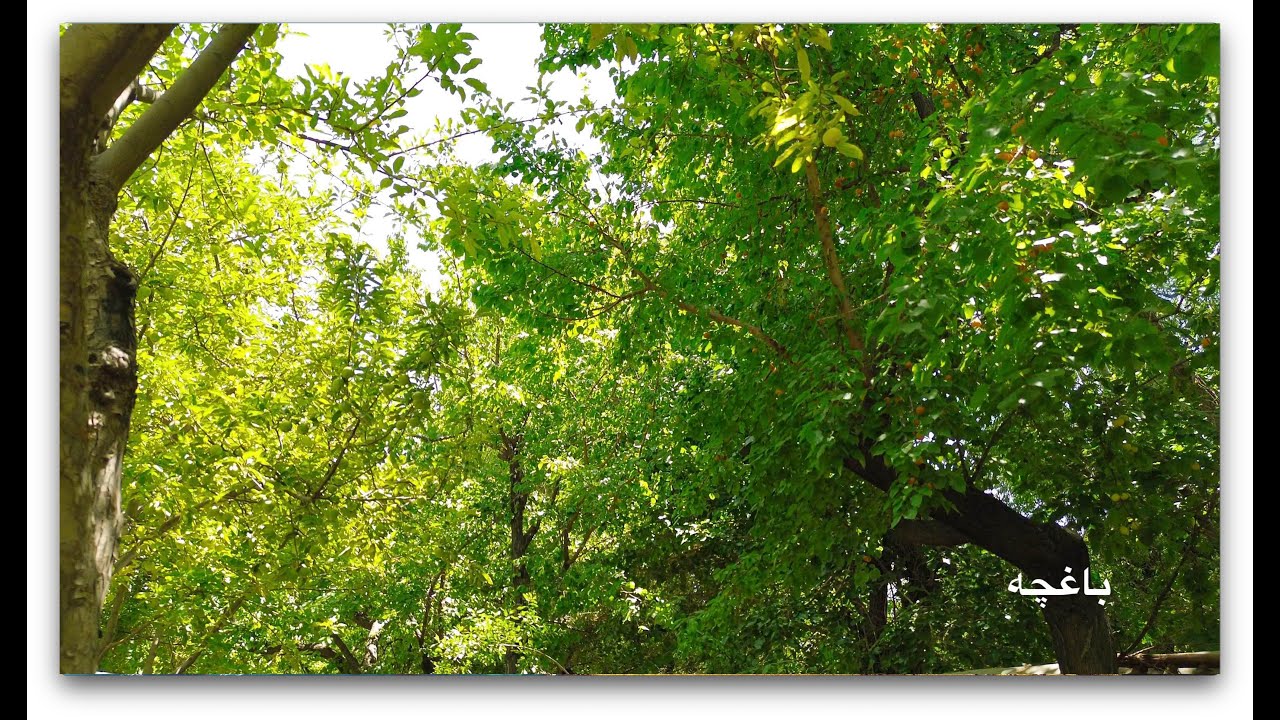 باغچه منطقه سید احمد