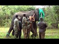 Elephant collaring – protecting the wild elephants.