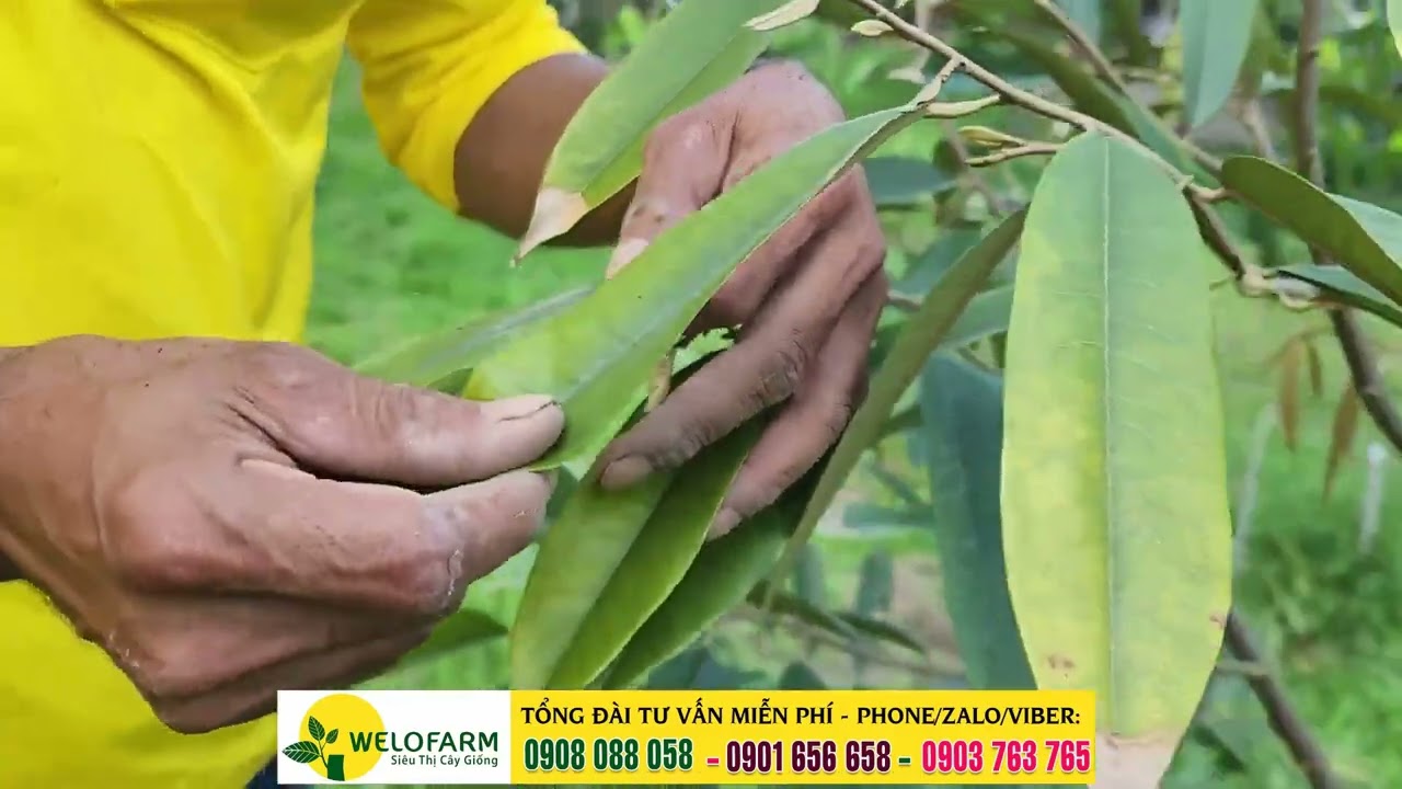 Tuyến trùng rễ tấn công sầu riêng - cách trị tuyến trùng | HƯỚNG DẪN CHĂM SÓC SẦU RIÊNG