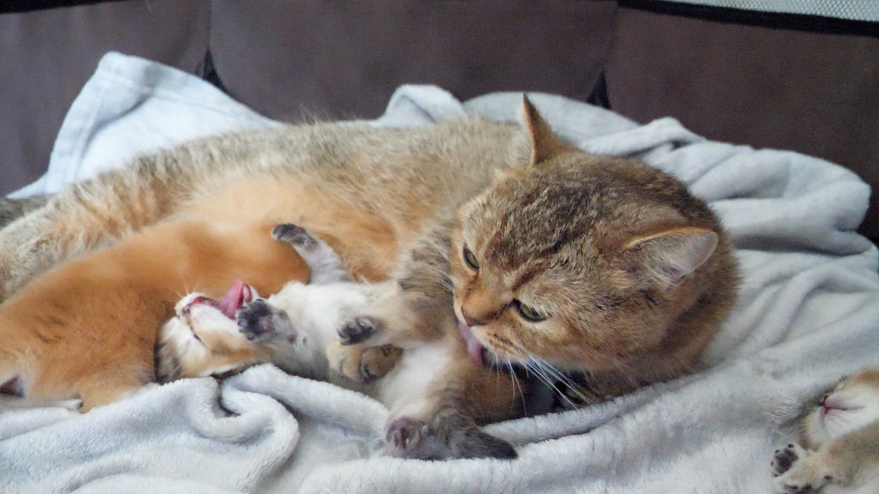 Cute kitten dozing off while being licked by its mother cat...