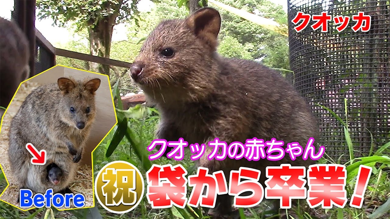 激カワ クオッカの赤ちゃんが袋から出ました ダーウィンが来た みんなのどうぶつえんすいぞくかん