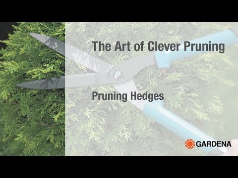 The Art of Clever Pruning -  Pruning Hedges