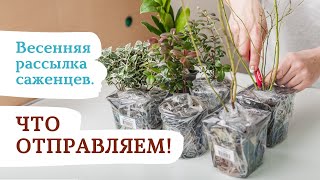 Весенняя рассылка саженцев из 