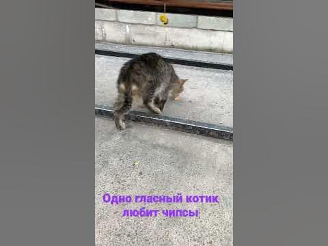 Слепой кот - YouTube