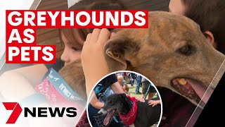 Greyhounds As Pets hold event at Moore Park on 2023 National Greyhound Adoption Day | 7NEWS