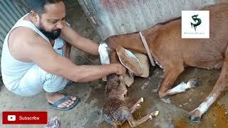 Goat Baby Delivery Process/How goat giving birth/ছাগল বাচ্চা দেওয়ার সময় কি কি করতে হয়