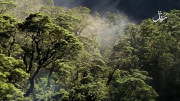 ( ذَٰلِكَ رَبُّ الْعَالَمِينَ ۞) تلاوة تدبرية مؤثرة  الشيخ ناصر القطامي